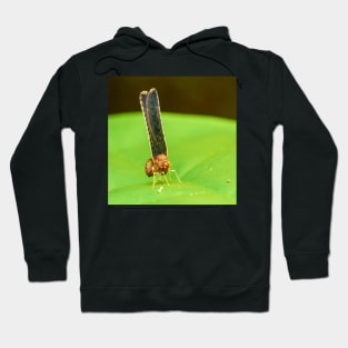 Unique and organic photo of a Anotia spp Derbid planthopper Hoodie